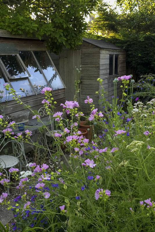 Garden 7: Vegetable beds now planted with wild flower selections and a pond