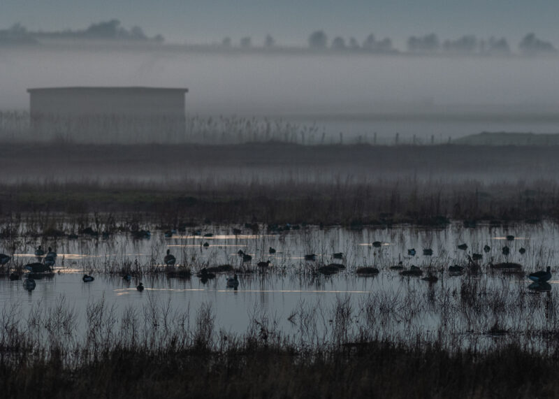 Elmley Nature Reserve, the Isle of Sheppey